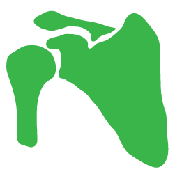Advita Ortho Shoulder Illustration Icon