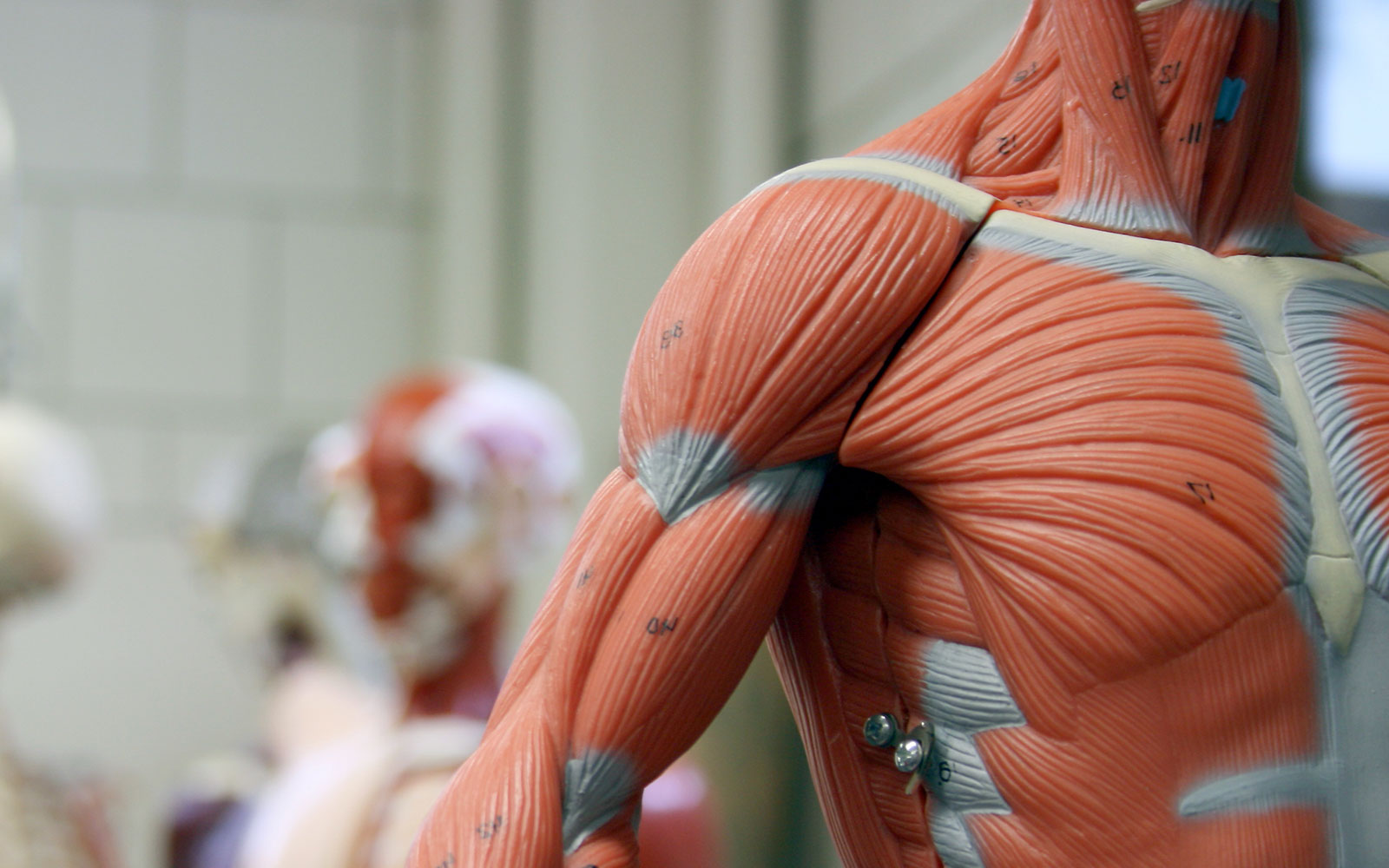 considering soft tissue associated with total shoulder arthroplasty surgeries