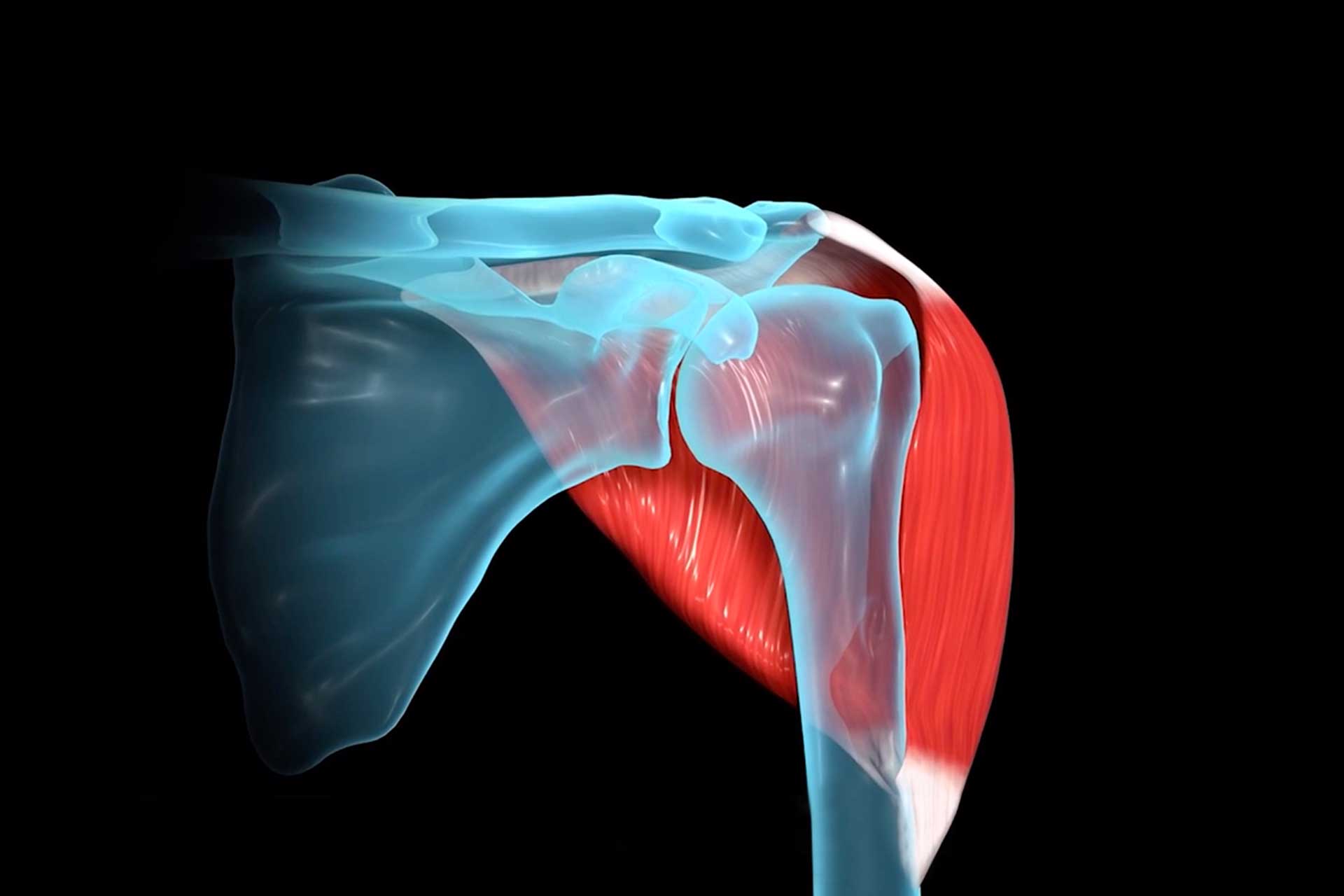 Advita Shoulder Illustration